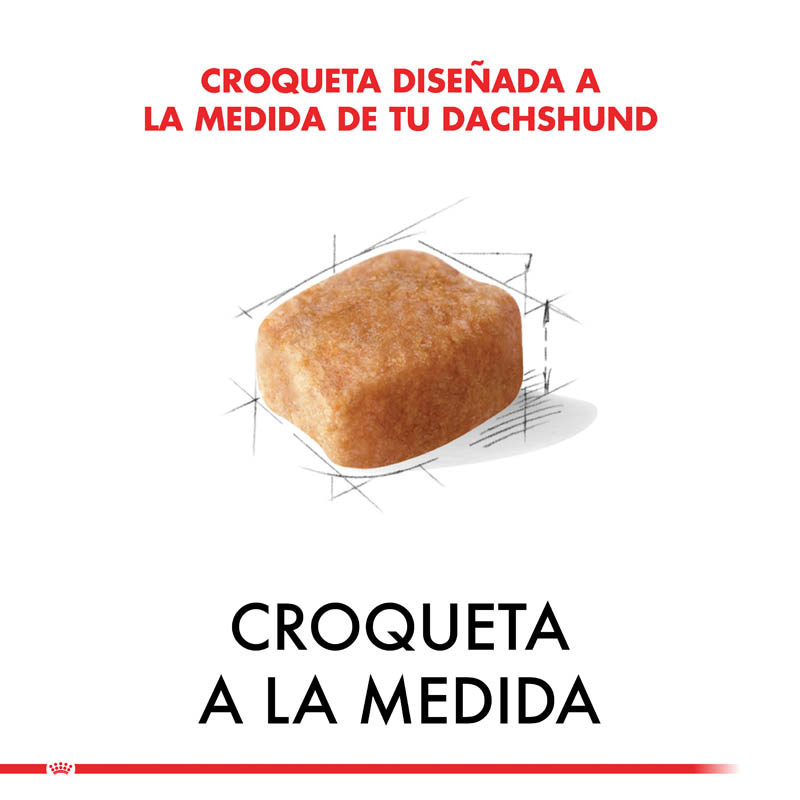 royal-canin-dachshund