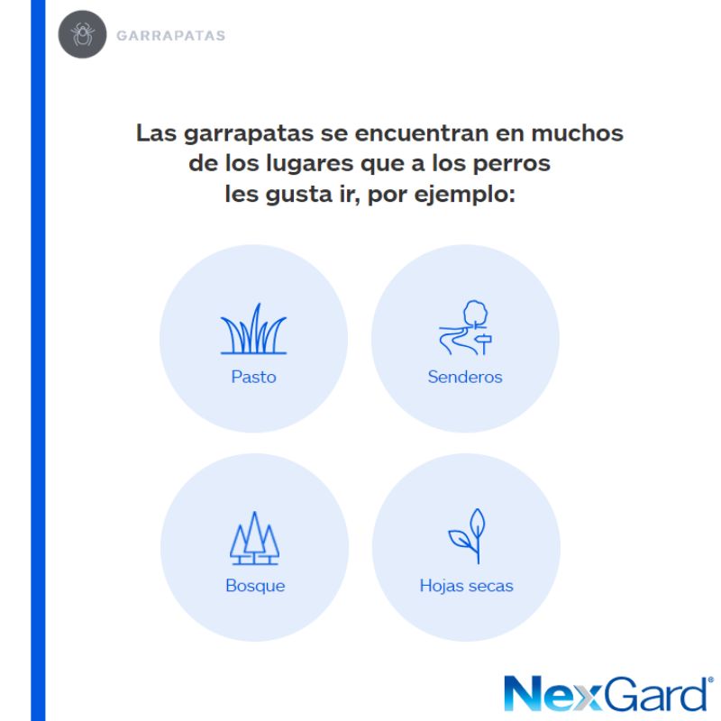 nexgard-spectra-perro-grande-1-tableta