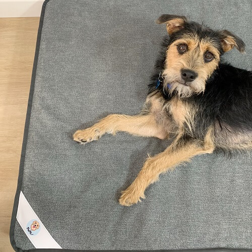 pet-me-colchon-ortopedico-alta-densidad-extra-large