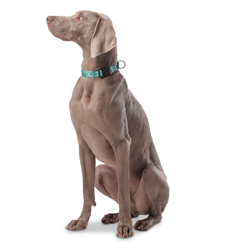 totto-pets-collar-ajustable-perro-mylu-verde