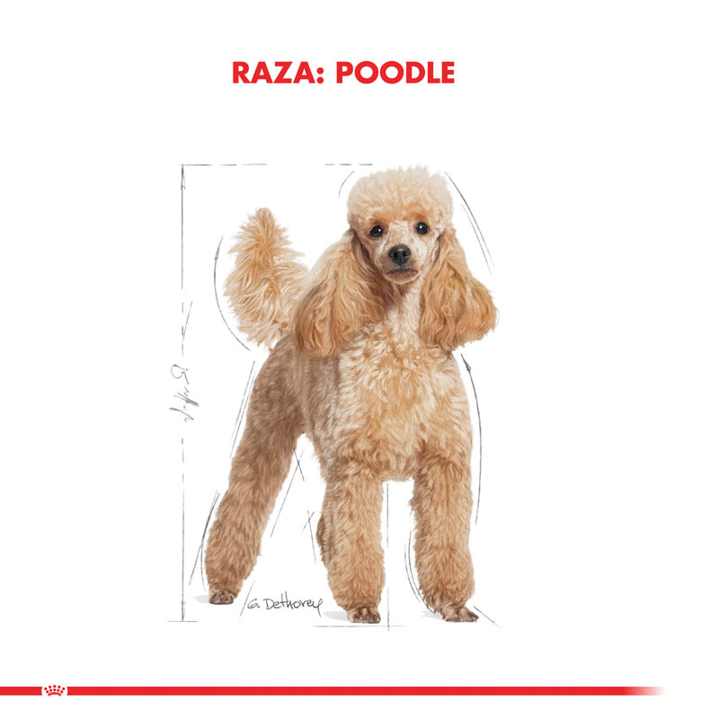 royal-canin-poodle-adulto-pouch-85-g