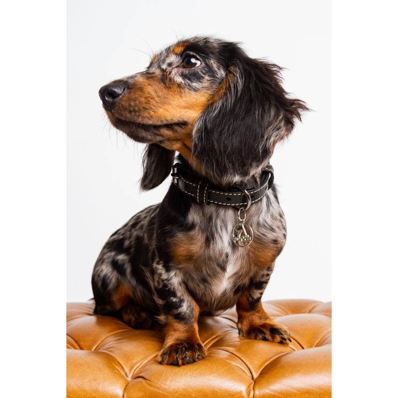 bonds-pet-collar-black-cream-entrega-en-5-dias-habiles