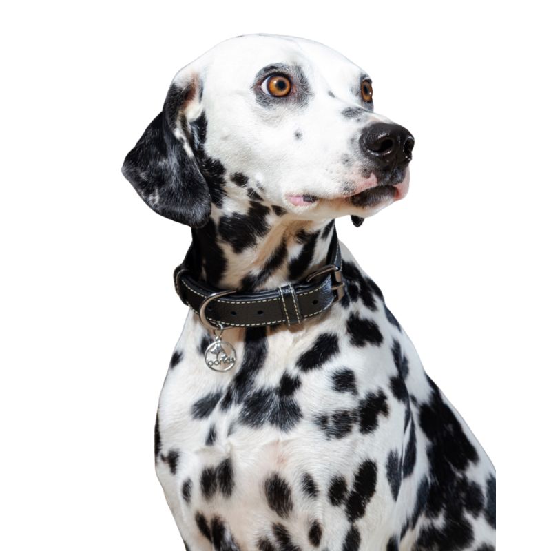 bonds-pet-collar-black-cream-entrega-en-5-dias-habiles