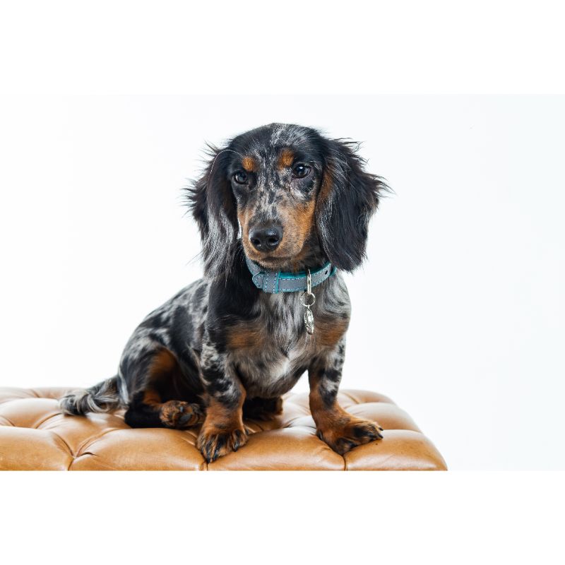 bonds-pet-collar-grey-mint-entrega-en-5-dias-habiles