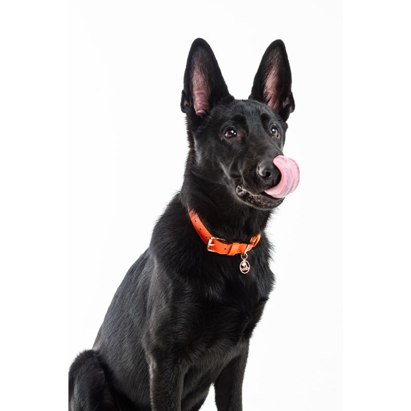 bonds-pet-collar-sunset