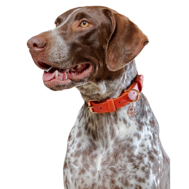 bonds-pet-collar-sunset