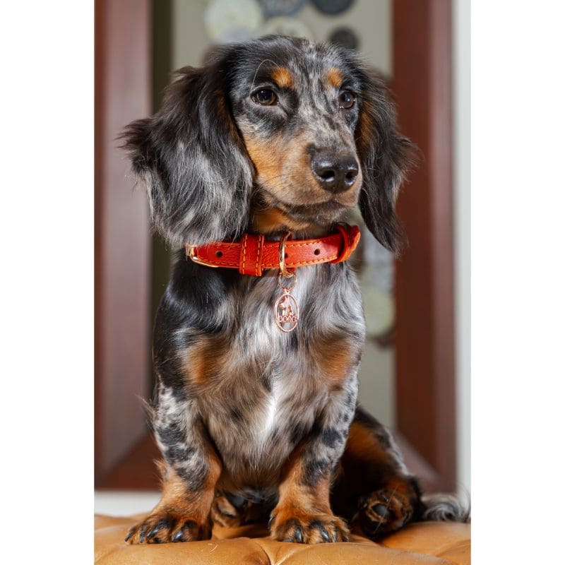 bonds-pet-collar-sunset