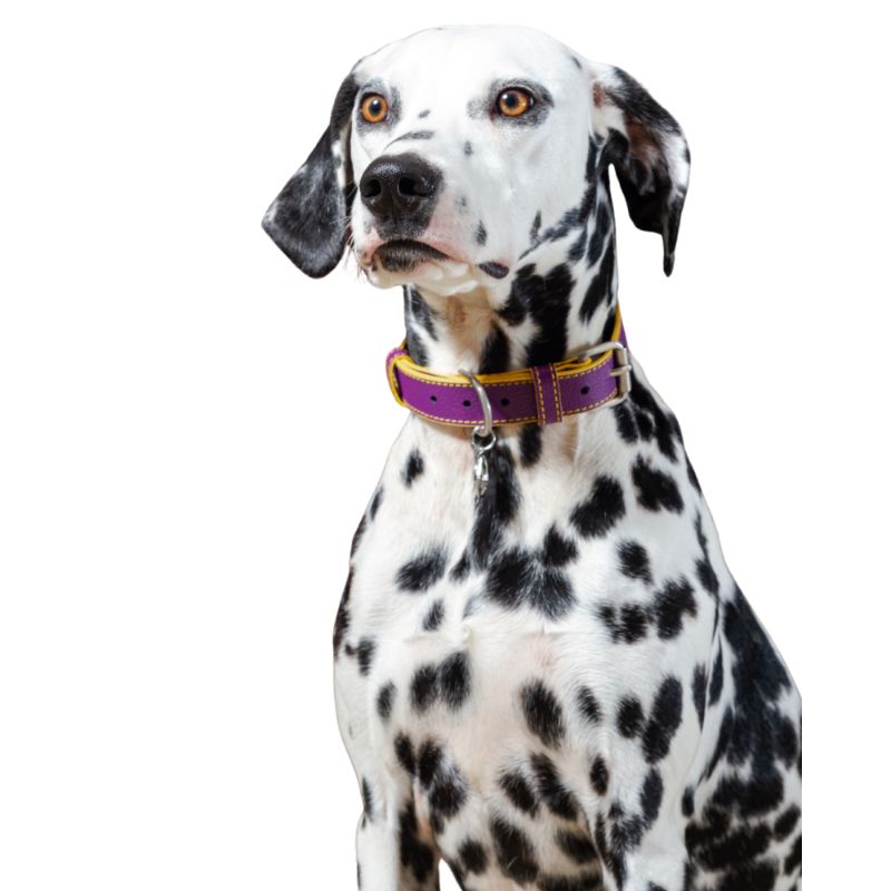 bonds-pet-collar-magenta-rose-entrega-en-5-dias-habiles