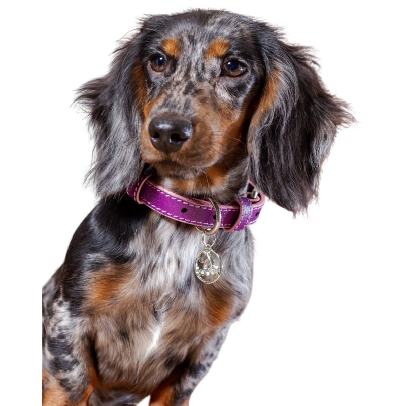 bonds-pet-collar-magenta-rose-entrega-en-5-dias-habiles