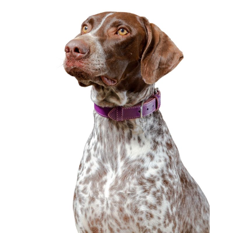 bonds-pet-collar-magenta-rose-entrega-en-5-dias-habiles