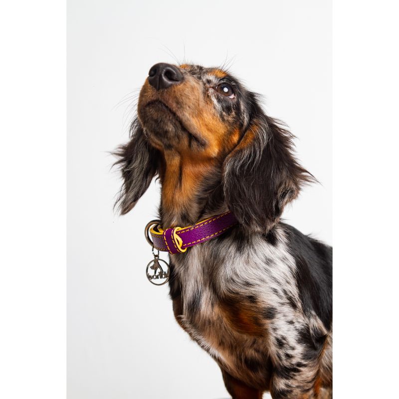 bonds-pet-collar-magenta-rose-entrega-en-5-dias-habiles