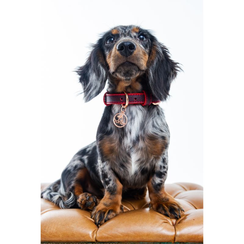 bonds-pet-collar-red-wine