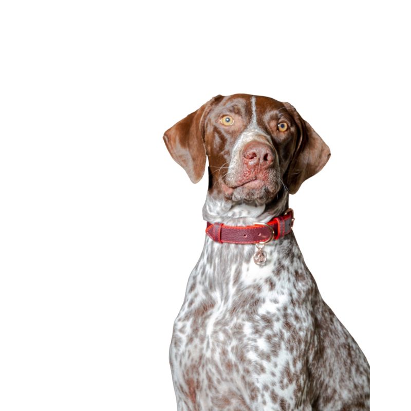bonds-pet-collar-red-wine