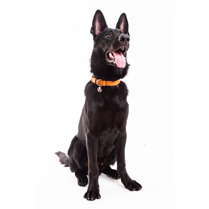 bonds-pet-collar-honey-entrega-en-5-dias-habiles
