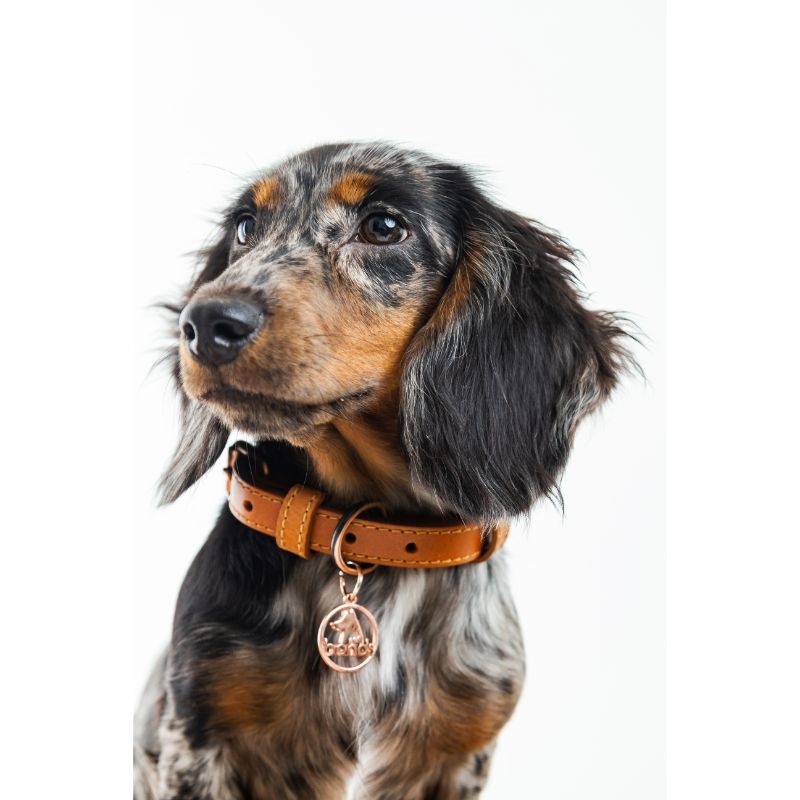 bonds-pet-collar-honey-entrega-en-5-dias-habiles