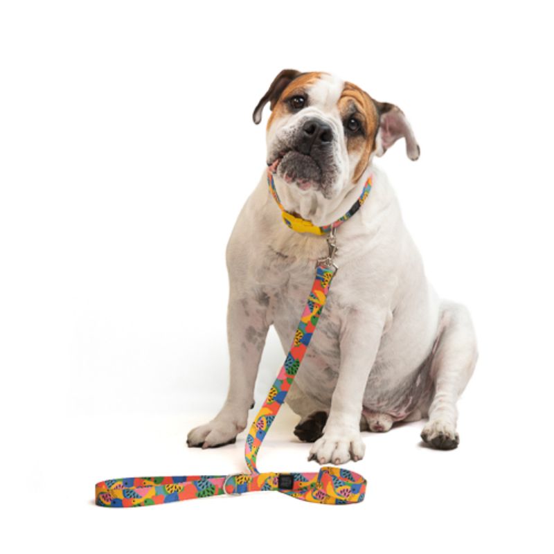 Obi Pet Supplies - Bicombo Collar/Correa Frutti