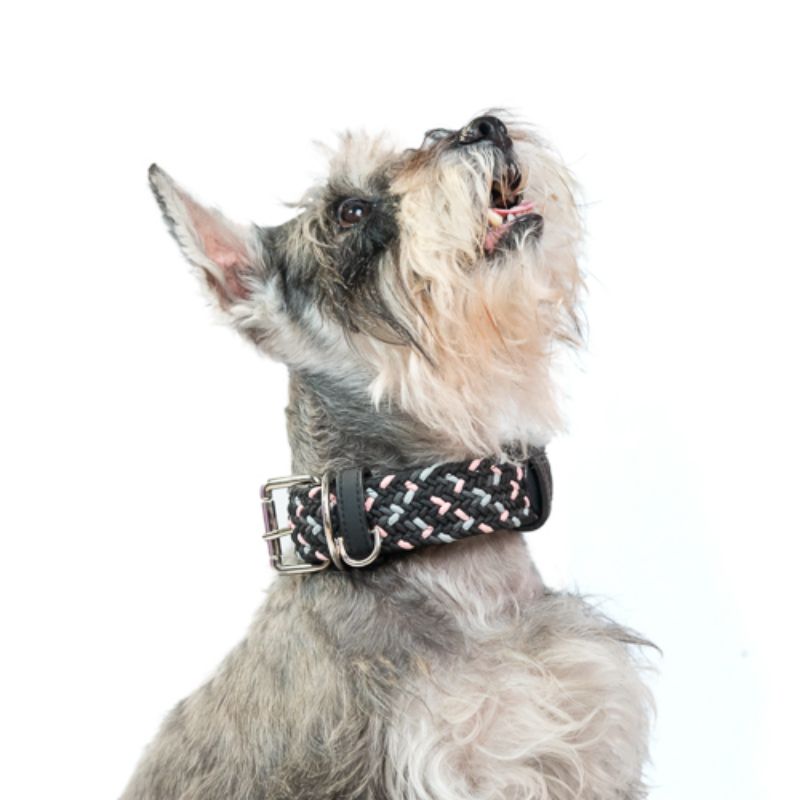 Obi Pet Supplies - Collar Cloe Neopink