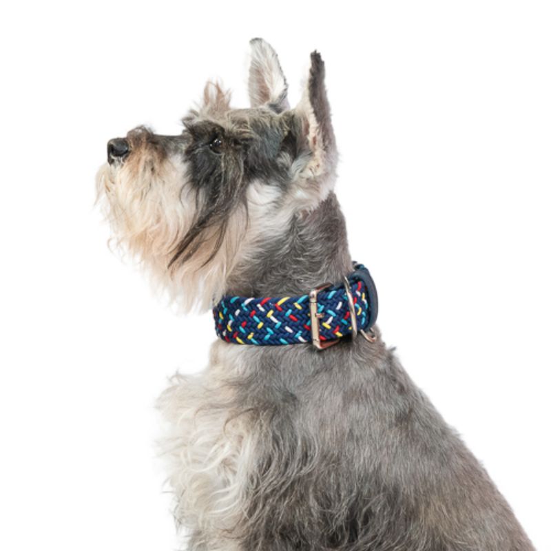 Obi Pet Supplies - Collar Cloe Bluemarine