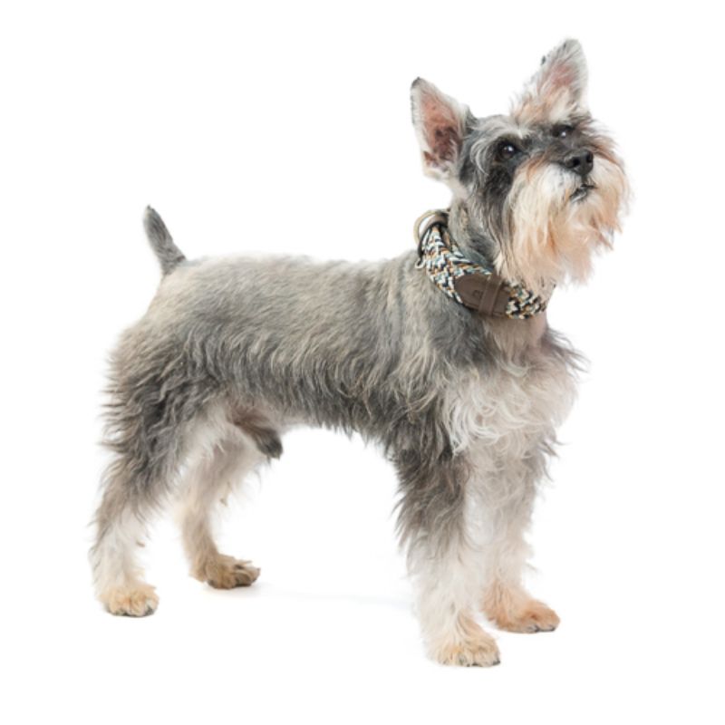 Obi Pet Supplies - Cloe FunFox