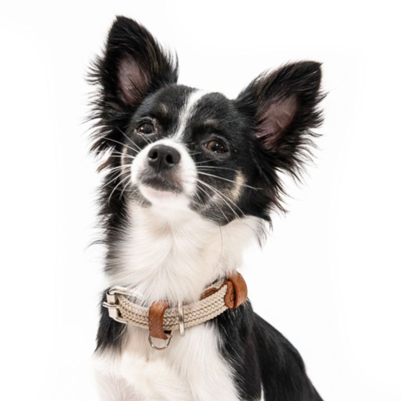 Obi Pet Supplies - Collar Cloe Crema