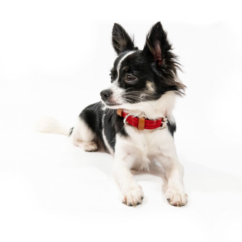 Obi Pet Supplies - Cloe Cereza