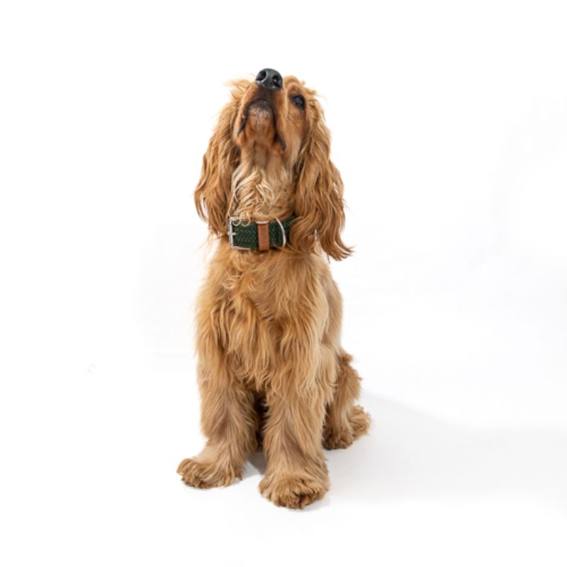 obi-pet-supplies-cloe-militar-entrega-en-4-dias-habiles