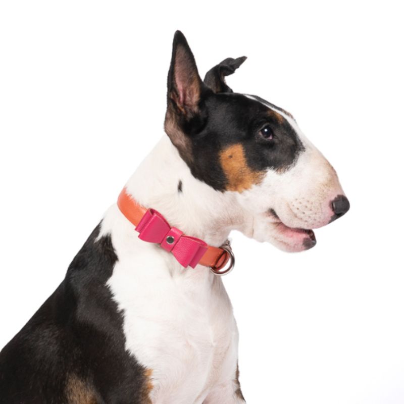 obi-pet-supplies-adam-mandarina-entrega-en-4-dias-habiles