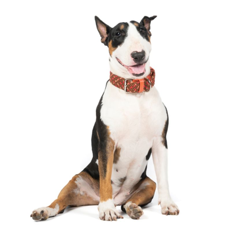 Obi Pet Supplies - Collar Cloe Cookie