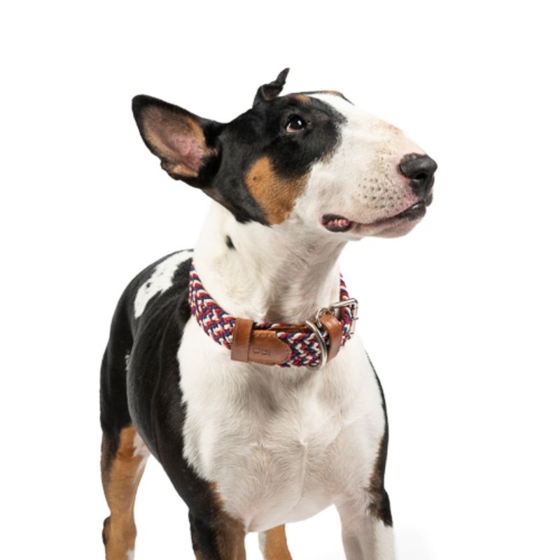 Obi Pet Supplies - Collar Cloe Nautico