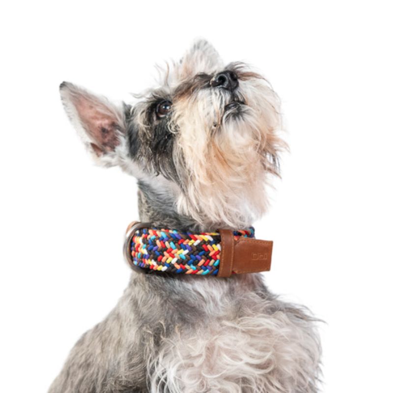 Obi Pet Supplies - Collar Cloe Sparkie