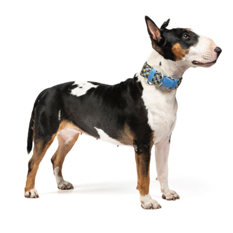Obi Pet Supplies - Cloe Praga