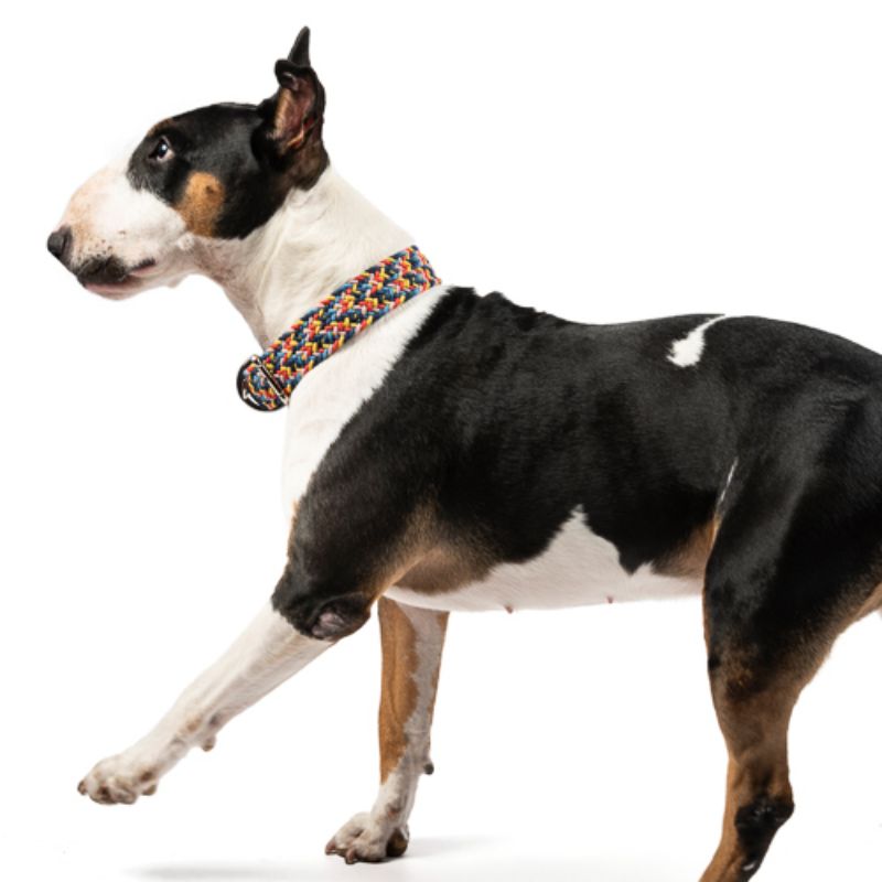 Obi Pet Supplies - Collar Cloe Retroblue
