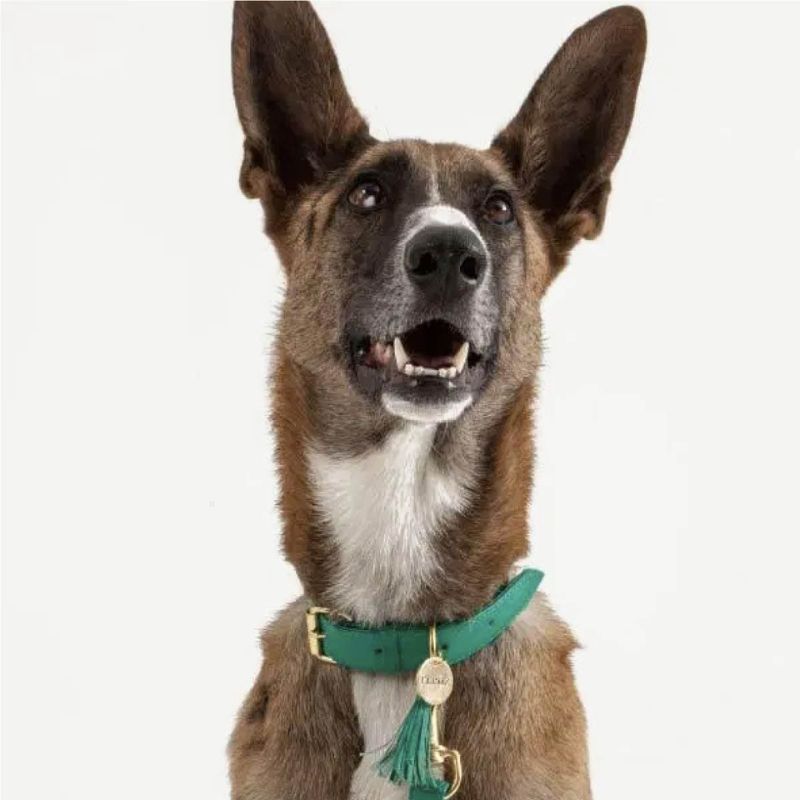 feroz-collar-cuero-turquesa-entrega-en-5-dias-habiles