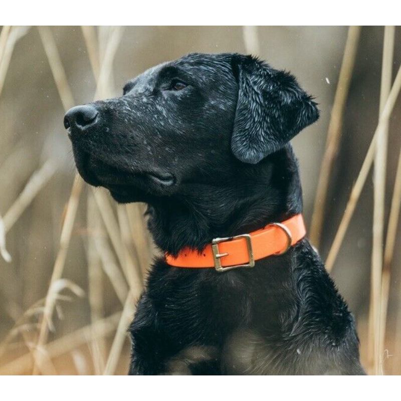 collar-glamour-redondo-naranja