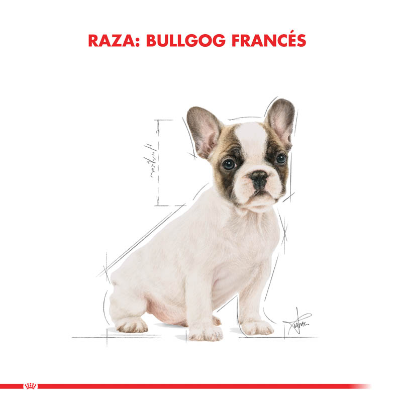 royal-canin-bulldog-frances-puppy