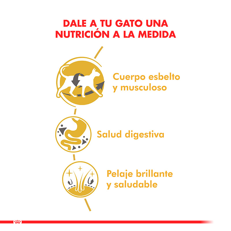 royal-canin-adulto-gato-siamese
