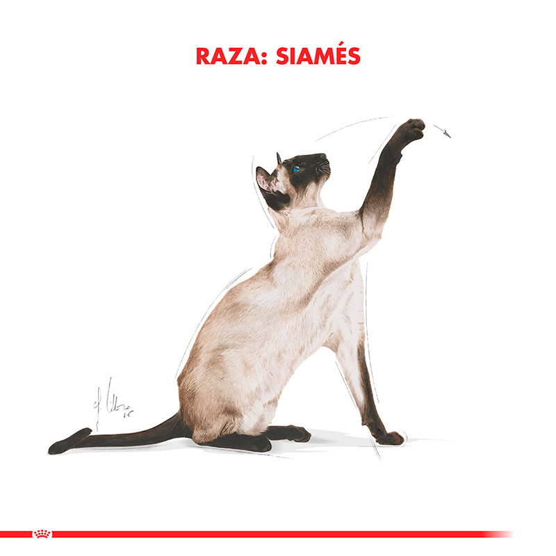 royal-canin-adulto-gato-siamese