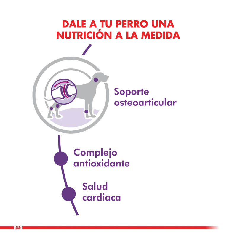 royal-canin-giant-adulto