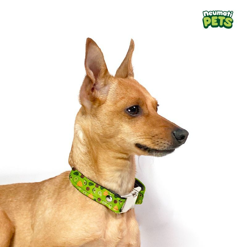 neumatipets-collar-ecologico-diseno-nachos-con-aguacates