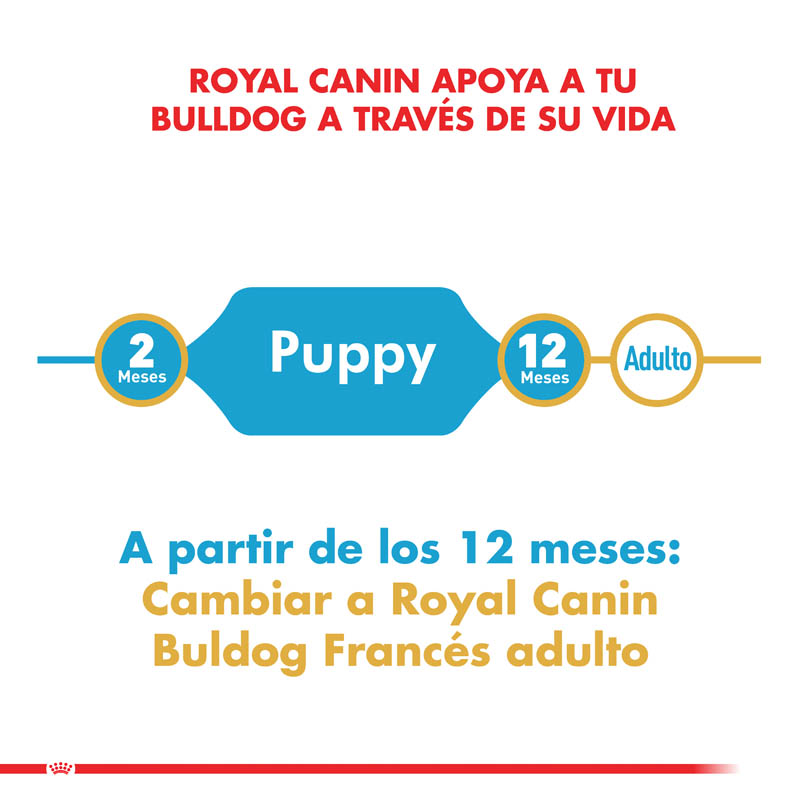 royal-canin-bulldog-frances-puppy