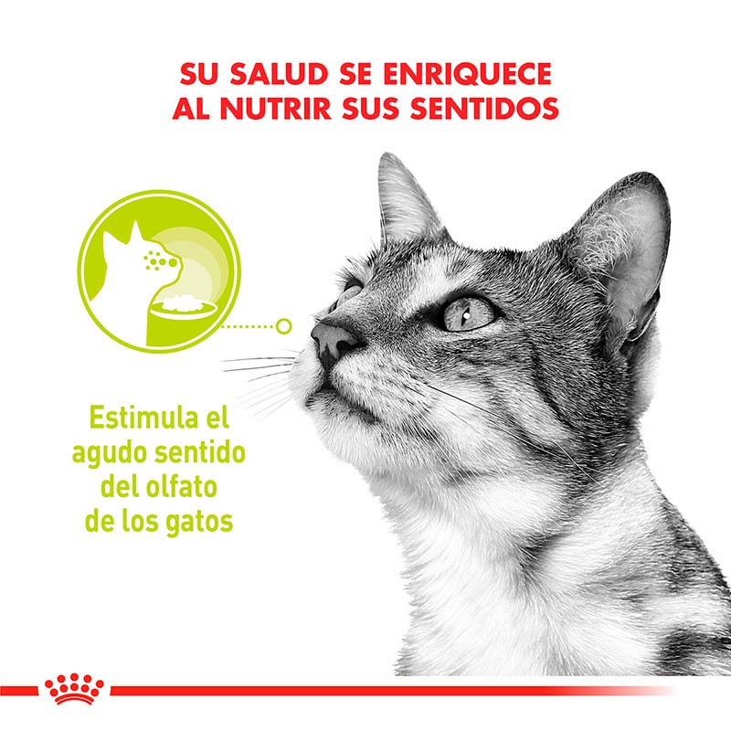 royal-canin-alimento-humedo-para-gato-adulto-sensory-smell