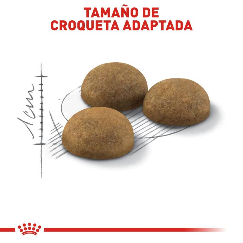 royal-canin-alimento-seco-indoor-gato