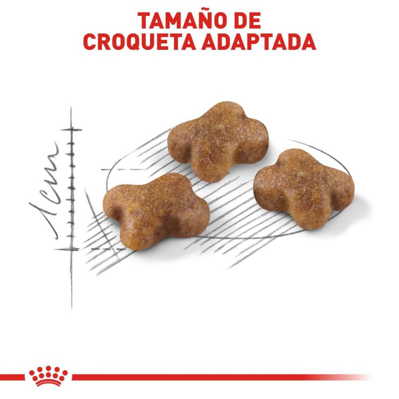 royal-canin-alimento-seco-para-minino-kitten