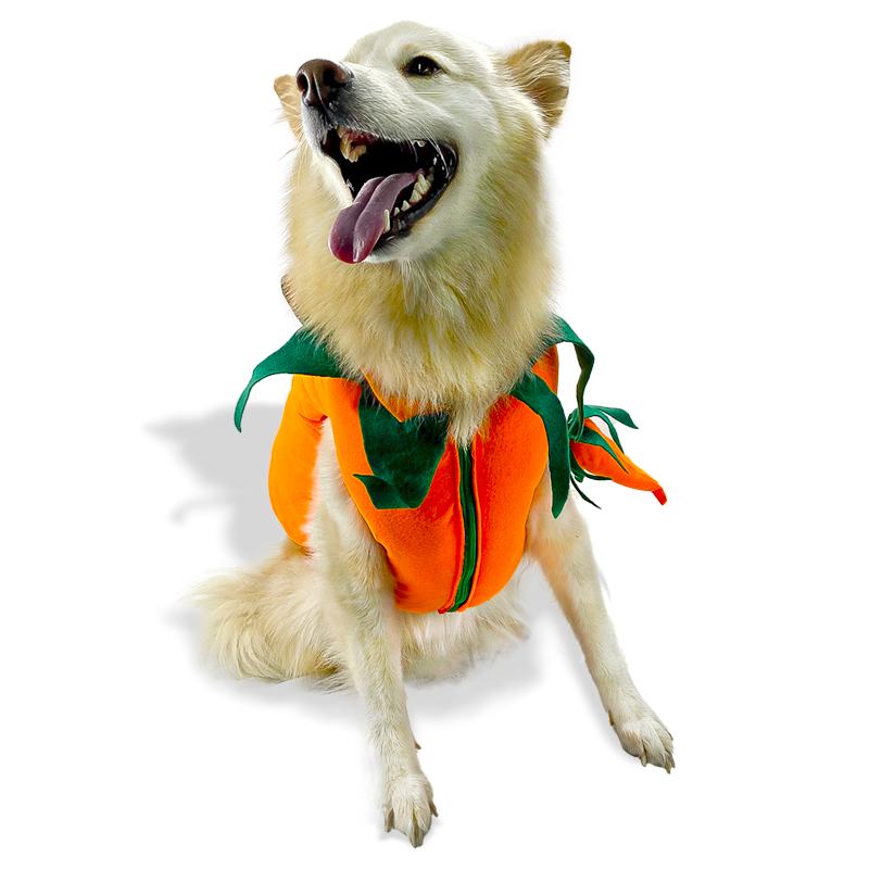 catm-disfraz-de-calabaza-para-mascota