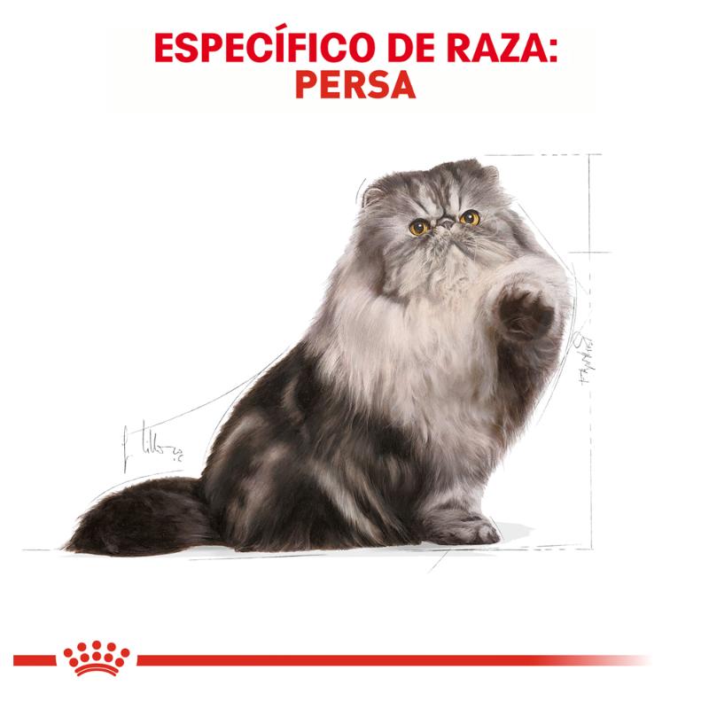 royal-canin-persa-adulto