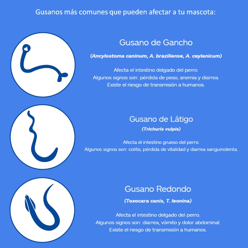 nexgard-spectra-perro-grande-1-tableta