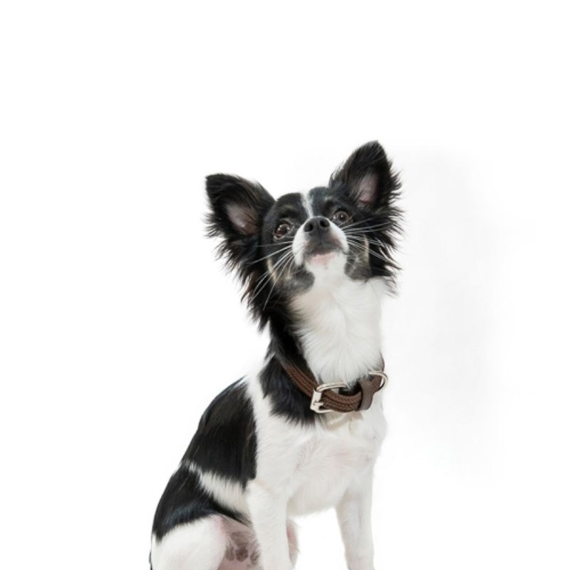 Obi Pet Supplies - Collar Cloe Caoba