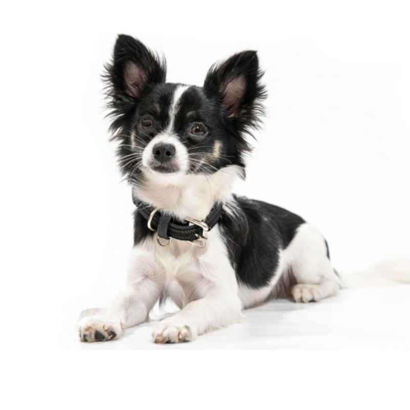 Obi Pet Supplies - Cloe Negro