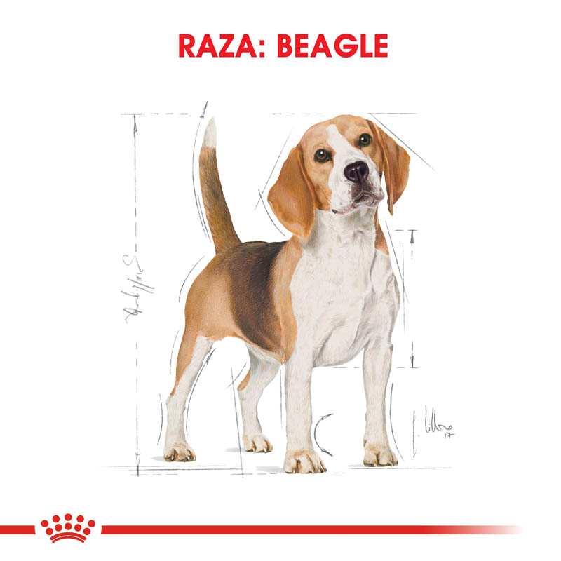 royal-canin-beagle-adulto