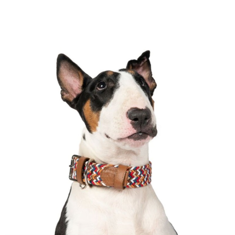 Obi Pet Supplies - Collar Cloe Amareto